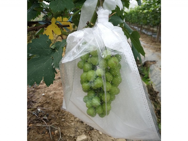 果袋淋膜紙