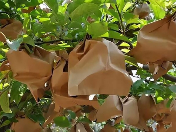 果袋淋膜紙