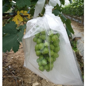 果袋淋膜紙